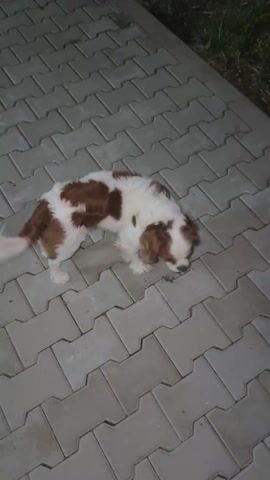 A brown and white Cavalier King Charles Spaniel stands on a paved surface of interlocking gray blocks. The dog is sniffing at the ground near a small piece of green vegetation. The lighting is dim, suggesting it might be evening or night. There is a patch of grass visible in the background.