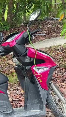 Here is a brief description of the video:

The video shows a bright green snake, or palm viper, coiled on a pink and black scooter. The scooter is parked on the side of a road, near grass and trees. The snake seems to be draped from the handlebar and down the front of the scooter.