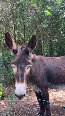 This is a short video of two donkeys in a wooded area. The first donkey is a dark brown color with a white muzzle. It is standing close to a wire fence and looking at the camera. The second donkey is a lighter gray color and is standing further back in the woods, partially obscured by foliage. The ground is covered in dirt and leaves. There are trees and bushes in the background. The video appears to be taken during the daytime, as there is natural light.