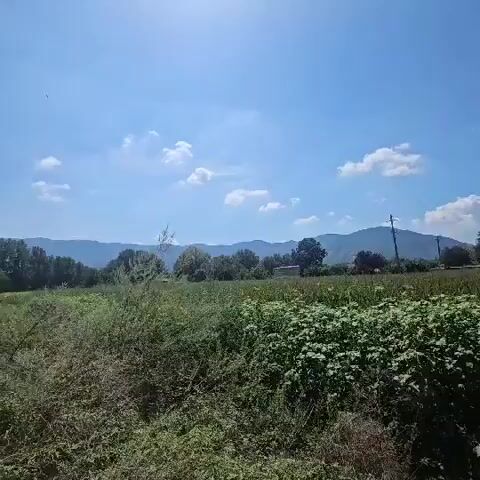 The video pans across a rural landscape under a bright blue sky with scattered white clouds. In the foreground, lush green foliage and dry brush are visible. In the mid-ground, there is a field of what appears to be crops, possibly corn or similar plants, with taller vegetation in front. Beyond the field, several buildings, including houses and possibly a small structure with a flat roof, are scattered among trees. In the distance, rolling hills or mountains form the horizon. The overall impression is a sunny day in a rural or agricultural area.