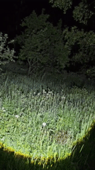 Nighttime flashlight exploration recorded in Russian countryside field