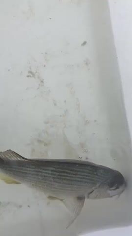 A single, dead fish is partially submerged in water in a white container. The fish is silver with faint horizontal stripes and its eyes are closed. The container appears to be made of plastic and has some debris in the water. The camera angle is overhead, looking down at the fish. The lighting is bright, suggesting an outdoor environment.