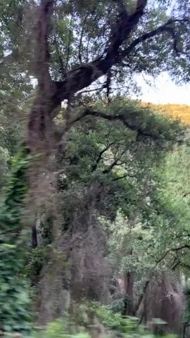 This is a short video clip showing a view from a moving vehicle, likely a car or bus, traveling through a wooded area. The subjects are the trees and foliage lining the road. The setting is a forest or densely wooded area.

The activity taking place is the vehicle's movement through the landscape, causing a blurred effect on the surroundings. The time of day appears to be daytime, with natural light filtering through the trees, though the sky is overcast or the light is diffused, suggesting a potentially cloudy day or early/late hours. There are no visible people or specific objects other than the natural elements of the forest.

Notable details include the lush green of the leaves, with some trees showing darker, almost greyish, hanging moss or lichen. In the background, through gaps in the trees, a distant hillside with a yellow or golden hue is visible, possibly indicating a field of crops or flowers. The blurred motion creates a sense of speed and a dynamic view of the passing scenery. The location is Tordera, Spain, which fits with a Mediterranean woodland environment. There is no visible text in the media file. The overall emotion conveyed is one of peaceful transit through nature.