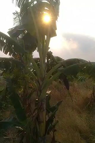 A video shows a banana tree against a bright sky, with the sun shining through its leaves. In the background, there is a rural landscape with fields and a partially constructed building. The camera moves from a close-up of the banana tree to a wider view of the surroundings.