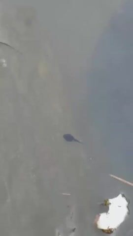 A single tadpole swims in murky water. Debris, including twigs and a small piece of white material, is scattered on the bottom of the pond.
