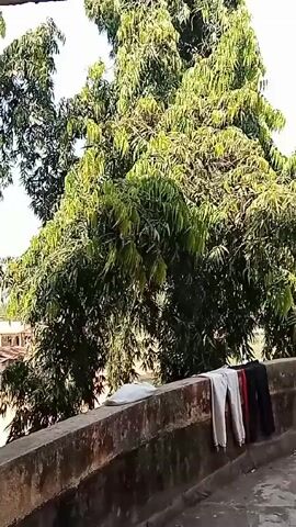 The video depicts an outdoor scene with a tall tree in the foreground. Clothes are draped over a low concrete wall. In the distance, a building is visible. The camera seems to be positioned on a rooftop or a similar elevated platform. The sky is visible in the background.