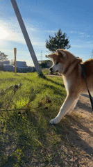 Summer afternoon walk with an Akita through Chaikovsky outskirts