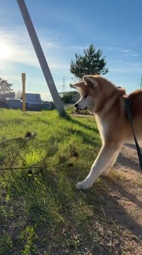 Summer afternoon walk with an Akita through Chaikovsky outskirts