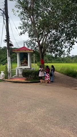 A small shrine with a statue of Buddha sits beside a road. A tree with a red cloth tied to its trunk is behind the shrine. Three women stand near the shrine, one of whom is talking to another. A dog is in the foreground of the scene. In the background, there is a field of green crops and palm trees. The sky is overcast.