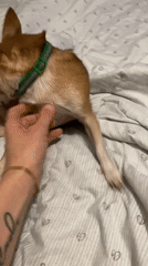 Chihuahua tucked under the covers on a Zhlobin evening