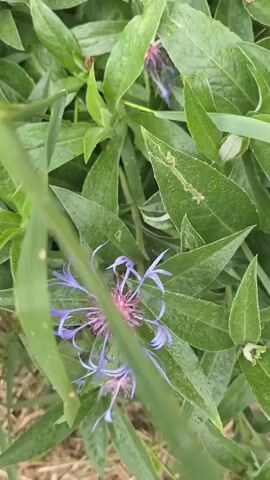 This video displays a close-up, vertical shot of a single purple and pink cornflower surrounded by green leaves. The camera is very close to the flower, and the background is blurred. The flower has delicate petals that are light purple on the outside and a more intense pinkish-purple in the center. Some of the petals appear to be curled and pointed. Several green leaves, some with a slightly serrated edge, fill the frame, partially obscuring the flower. There is some evidence of water droplets on the leaves. The overall impression is one of a natural, outdoor setting, likely a garden or meadow, with a focus on the intricate details of the flower.