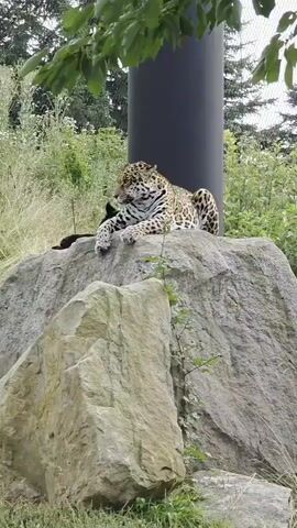 A jaguar rests on a large rock in an outdoor enclosure. The jaguar is lying down, facing to the left, with its head resting on its paws. Its body is covered in distinctive spots. Behind the jaguar is a tall, dark gray pole, and beyond that, a green, leafy background with trees and vegetation. The ground in front of the rock is covered in grass. The lighting suggests it is daytime.