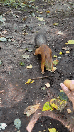 Forest walk and squirrel feeding in rural Russia