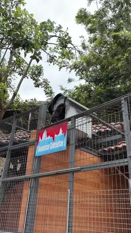 A gibbon, identified by a sign as "Nomarcus Gabriellae", emerges from a small, gray and white shelter on a metal-fenced platform. The shelter is situated within a larger enclosure, with the fence and reddish-brown roof tiles visible below. Lush green trees, likely forming part of the enclosure or the surrounding environment, are prominent against a bright, overcast sky. The gibbon then gracefully swings from a high branch of a tree, demonstrating its arboreal agility, before disappearing into the foliage. The scene depicts the gibbon moving freely within its habitat, possibly a zoo or wildlife sanctuary in Hiệp Thạnh, Vietnam.