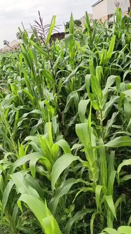 The video shows a field of tall, green corn plants. The plants are densely packed and some of them have tassels at the top. The leaves are long and slender. The ground beneath the corn plants is covered with grass and other small plants. In the background, there are some buildings, possibly houses, and trees. The sky is overcast. The camera is moving slowly through the cornfield, providing a close-up view of the plants. There are no people or animals visible in the video. The overall impression is one of a thriving agricultural landscape.