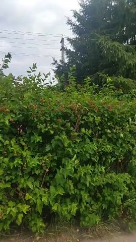 The video pans across a residential area on a partly cloudy day. It begins by focusing on a lush green bush with red berries, nestled against the backdrop of tall evergreen trees. A utility pole with electrical wires is visible to the left. As the camera moves, it reveals a paved sidewalk and road, with decorative bollards lining the pathway. The scene then transitions to a wider view of the street, showing houses with fences and more trees. Further down the road, a white car and a person on a bicycle are seen. The camera continues to move, eventually showing a long, dark fence with brick pillars, and a clear blue sky dotted with white clouds.