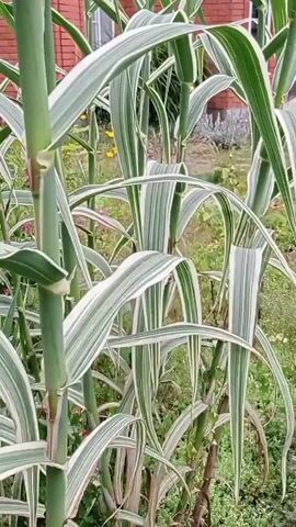 The video shows a close-up view of tall green reeds with white stripes on their leaves. The reeds are in a garden setting, with a brick building visible in the background, along with some pink flowers and other greenery. The camera is moving slowly, offering a detailed look at the plant's texture and structure. The lighting suggests it is daytime, possibly overcast.