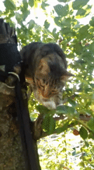 Tabby cat explores berries in a tree, then drinks from a bucket