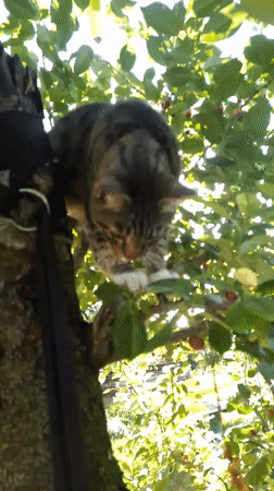 Tabby cat explores berries in a tree, then drinks from a bucket