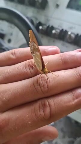 A butterfly rests on a person's open palm. The butterfly is positioned with its wings closed and tilted slightly upwards. Its body is facing towards the right of the frame. The person's hand is in the foreground, showing the texture of skin and knuckles. In the background, out of focus, is a gray surface with various buttons and knobs, possibly part of an electronic device or control panel. The lighting suggests an indoor or shaded outdoor environment.