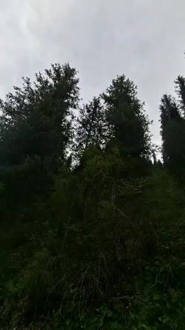 The video shows a dense forest from a low angle looking up at the sky. The trees are tall and dark green, with thick foliage. The sky is overcast and gray. The ground is covered in green vegetation and fallen branches. The camera pans slightly to the right. There are no people or animals visible in the video. The overall impression is one of a wild and untouched natural environment.