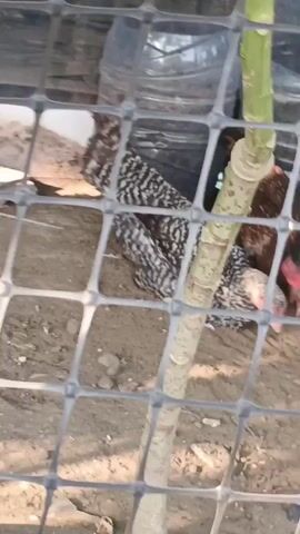The video shows several chickens with black and white striped feathers behind a black plastic mesh fence. A thick, pale green plant stem with brown speckles runs vertically through the center of the frame, also behind the fence. The ground is visible through the fence and appears to be dirt and small rocks. In the background, there are some dark, blurry shapes, possibly bags or containers. The video is short and the focus is on the chickens and the plant stem.