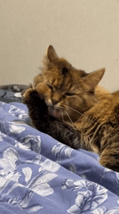Cats on floral bedspreads, one toy mouse, Shushary evening