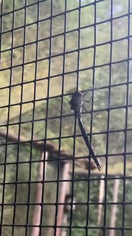 The video shows a close-up of a black mesh screen. A dragonfly is clinging to the mesh. The dragonfly is dark in color with transparent wings. The background is out of focus and appears to be foliage. The camera zooms in slightly on the dragonfly.