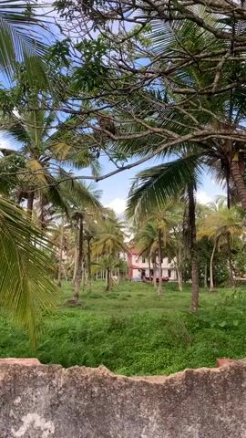 A video shows a scene with a foreground wall, a grassy area, and numerous palm trees under a blue sky with some clouds. In the background, a white building with a red roof and some red accents is visible. The building appears to be a house or a small residential complex. There are also some vehicles, possibly cars or scooters, parked in front of the building. The overall impression is that of a tropical or subtropical environment.