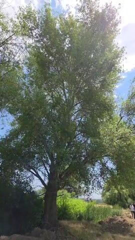 A video shows a tall tree with green leaves against a bright blue sky with scattered clouds. Sunlight streams through the leaves. In the distance, a person walks along a path. The ground is covered in dry grass and some debris.