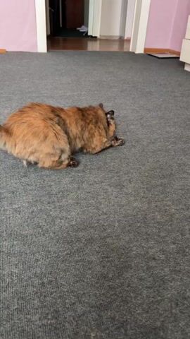 A calico cat is shown rolling around on a gray carpeted floor. The cat is lying on its back and kicking its legs in the air. The cat's tail is raised and curled. In the background, there is a doorway with a hallway visible. There are also walls with pink and white paint.