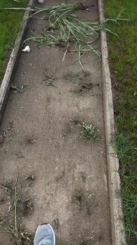 The video begins by showing a concrete path leading to a dark metal gate. Long, green grass clippings and some debris are scattered on the path. The path is bordered by a concrete edge and grass on either side. The camera then pans up to reveal the gate, which has horizontal slats, set within a white wall. Beyond the wall and the gate is a field with various wildflowers, predominantly yellow and purple, with some green grass. In the distance, a dense forest lines the horizon. The sky above is partly cloudy with the sun visible through breaks in the clouds. The camera continues to pan upwards, showing more of the sky and the tree line. The video appears to be taken outdoors during the day, possibly late afternoon given the lighting conditions. There are no people or animals visible in the video.