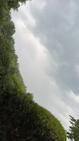 A video of a tree with green leaves against a cloudy sky. The video is oriented vertically and appears to be shot from a low angle. The clouds are dark and heavy, suggesting an impending storm. The leaves of the tree are vibrant green, and some are glistening, possibly from recent rain. The tree trunk is visible, and it is thick and sturdy. The video is in full color and appears to be of high quality. The lighting is dim, consistent with an overcast day. There are no people or animals visible in the video. The sound is of wind blowing through the leaves of the tree, and the occasional sound of rain.