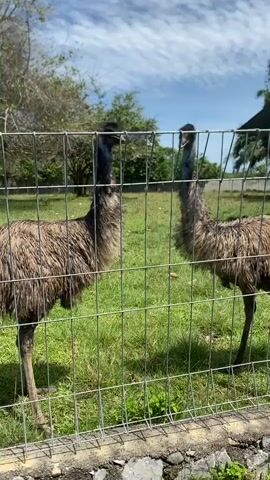 Two emus stand behind a wire fence, grazing on grass. The birds are brown and grey, with long necks. The background features trees, a blue sky with scattered clouds, and a building with a dark roof in the distance. The fence is made of wire mesh and is situated on a concrete base.