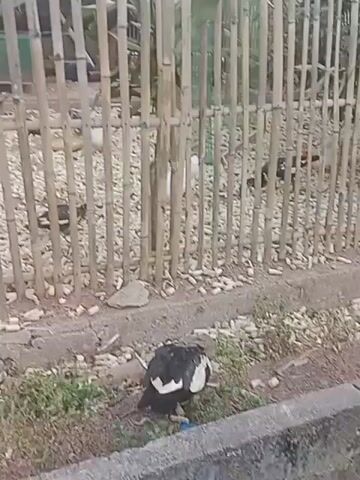 A bamboo fence is in the foreground. Several chickens are visible behind the fence. The ground in front of the fence is covered with gravel and some small white objects, possibly food scraps. In the lower right corner of the frame, a black and white chicken is partially visible, pecking at the ground. The fence appears to be outdoors, with some greenery visible behind it. The overall impression is a rural or farm-like setting.