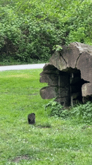 Black squirrel forages in lush Vancouver park amid bamboo