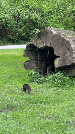 Black squirrel forages in lush Vancouver park amid bamboo
