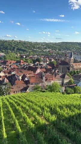 The video pans across a panoramic view of a European town nestled in a valley. In the foreground, lush green vineyard rows stretch across the hillside, with neat rows of grapevines bathed in sunlight. Beyond the vineyard, the town unfolds with its characteristic red-tiled roofs and charming architecture. A prominent church with a tall spire dominates the town's skyline, its stone facade visible against the backdrop of a bright blue sky dotted with fluffy white clouds. The town is surrounded by rolling green hills, densely covered with trees, giving the impression of a scenic and picturesque landscape. The overall impression is one of tranquility and natural beauty, with the town harmoniously integrated into its verdant surroundings.