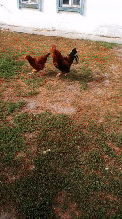 Backyard life in a Ukrainian village — animals, garden, summer