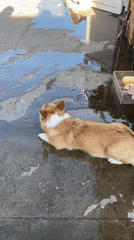 Ordinary afternoon moments captured in Ольховка: dog, fire, grilling