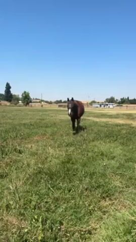 The video shows a brown horse with a black mesh fly mask walking toward the camera in a grassy field on a sunny day. The horse has a white blaze on its face. The field is green with patches of dry grass, and there are trees and buildings visible in the background. The sky is clear and blue.