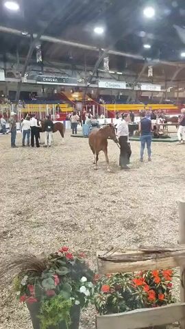 The video shows a horse show in an indoor arena. The ground is covered in wood chips. In the foreground, there is a wooden fence with potted plants in front of it, featuring red and white flowers. In the middle ground, several people are interacting with horses. One brown horse is being led by a person in a light-colored shirt and dark pants. Other horses are visible in the background, some being handled by handlers. Spectators are seated in the bleachers in the background, and banners hang from the ceiling, some displaying corporate logos. The lighting is bright, likely from overhead arena lights.