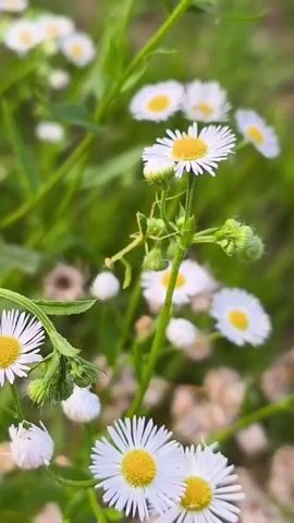 A close-up, vertical shot captures a vibrant field of small white daisies with yellow centers, their delicate petals fanned out against a blurred green background. The scene is illuminated by soft, natural light, suggesting it might be daytime. In the center of the frame, a small, green praying mantis is perched on the stem of one of the daisies. The mantis is facing to the left, its forelegs held in a characteristic predatory stance, and its head is turned slightly, as if observing something. The focus is sharp on the mantis and the flower it rests on, with the surrounding flowers and foliage softly out of focus, creating a shallow depth of field. The overall mood is one of peaceful nature and subtle observation, highlighting the intricate details of the insect and its floral environment. There is no visible text within the media file.