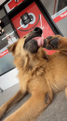 Golden retriever makes itself comfortable at Choeng Thale grocery store