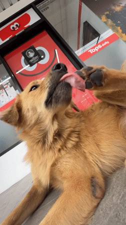 Golden retriever makes itself at home at Choeng Thale grocery store