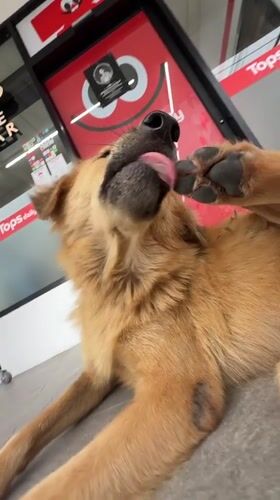Golden retriever makes itself comfortable at Choeng Thale grocery store