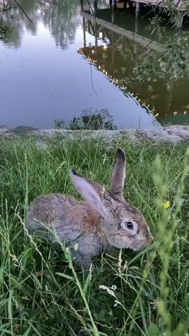 A brown rabbit is in the grass near a body of water. The rabbit is facing to the right and appears to be eating grass. In the background, there is a wooden deck over the water with lights. The water reflects the sky and the deck. There are trees and vegetation on the left side of the image. The video is filmed from a low angle, close to the rabbit.