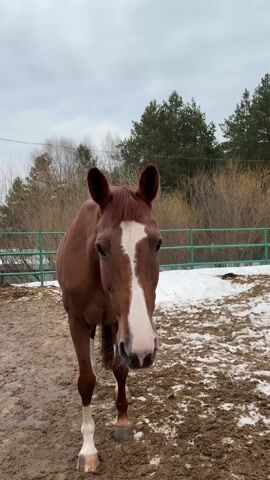 The video shows a brown horse with a white blaze on its face, standing in a muddy enclosure. The camera zooms in on the horse's face, focusing on its eye. The enclosure has some snow and a green fence in the background. Trees are visible behind the fence. The sky is overcast.