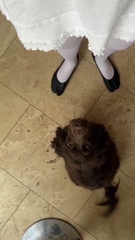 A young person dressed in a white dress and tights, wearing black ballet shoes, stands on a tiled floor. A brown dog sits at their feet, looking up at them. The dog wags its tail and the camera zooms in on its head.