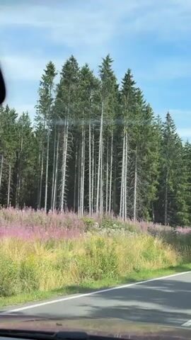 A car is driving on a paved road through a forest. The road has white lane markings. On the left side of the road, there are tall evergreen trees and some smaller plants with pink flowers. On the right side of the road, there are more evergreen trees. There are road signs on both sides of the road. The sky is blue with a few white clouds. The car's windshield and dashboard are visible in the foreground.